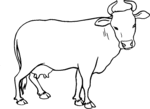 Cow-1320.gif