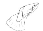 Fish-1330.gif