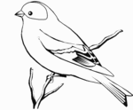 Eastern Goldfinch-1504.gif