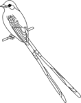 Flycatcher-1512.gif