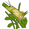 Grasshoper
