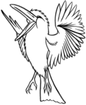 kookaburra-1600.gif