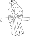 Northern Goshawk-1616.gif