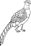 Pheasant-1634.gif