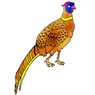 Pheasant