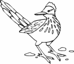 Roadrunner-1636.gif