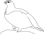 Willow Ptarmigan-1673.gif