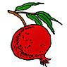 Pomegranate