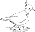 Bird-2170.gif