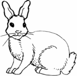 Rabbit-2338.gif