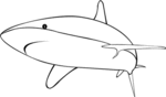 Shark-2427.gif